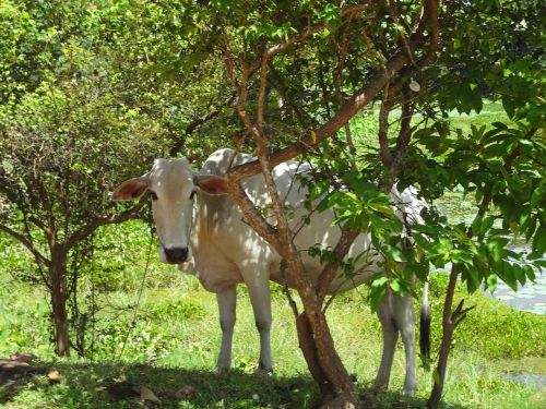 animal cow cattle