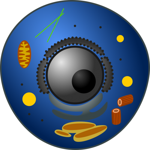 animal cell biology eukaryote