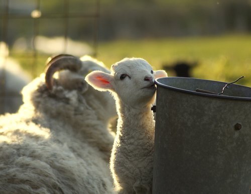 animal child  curious  lamb