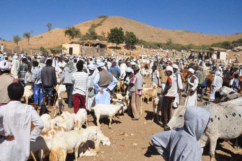 animal market eritrea keren