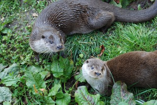 animal park otters animals