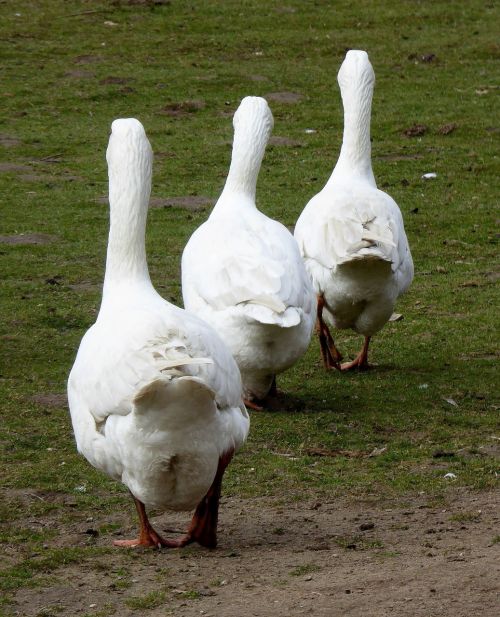 animal photo geese livestock