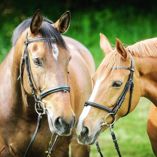 animal photography animals bridle