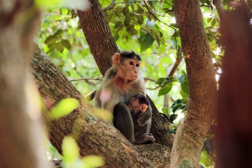 animal photography jungle monkey