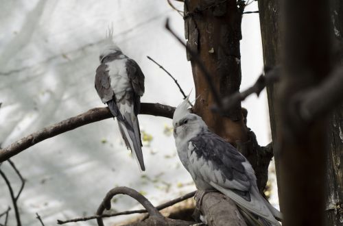 animal photography animals birds