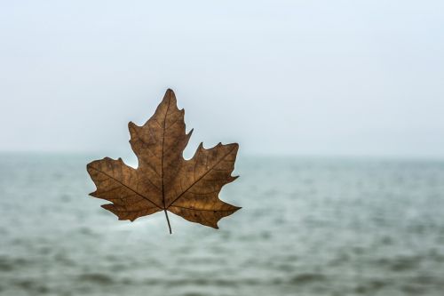 animal photography autumn autumn colours