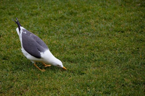 animal photography bird seagull