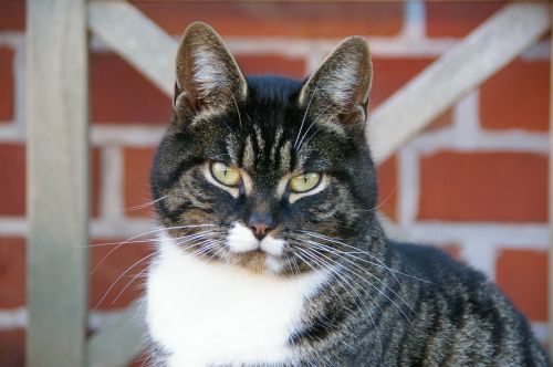 animal portrait cat mackerel