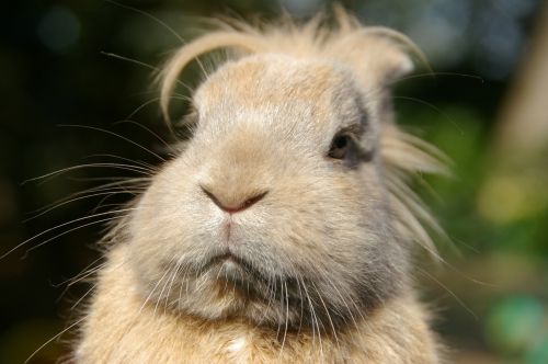 animal portrait rabbit thoughtful