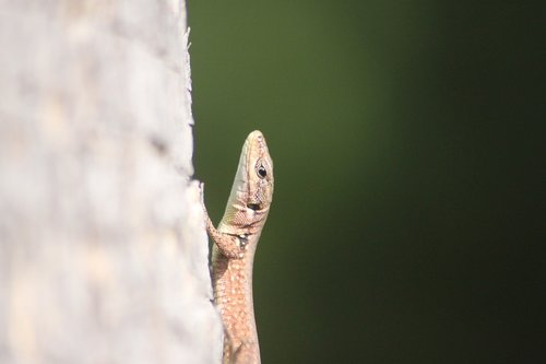 animal portrait  lizard  reptile