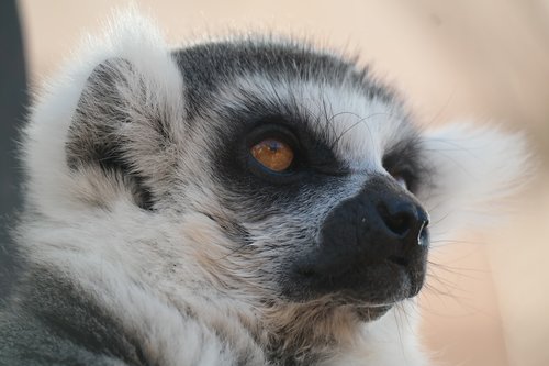 animal portrait  ring tailed lemur  lemur