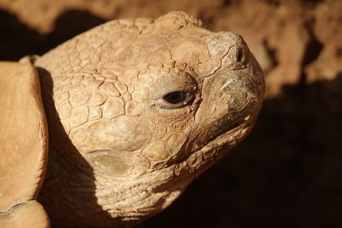 animal portrait  turtle  close up