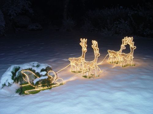 animal racing sled at night illuminated