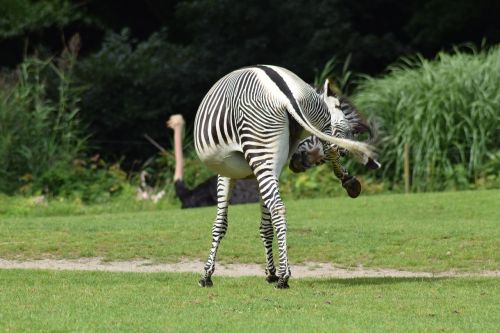 animal recording safari zebra