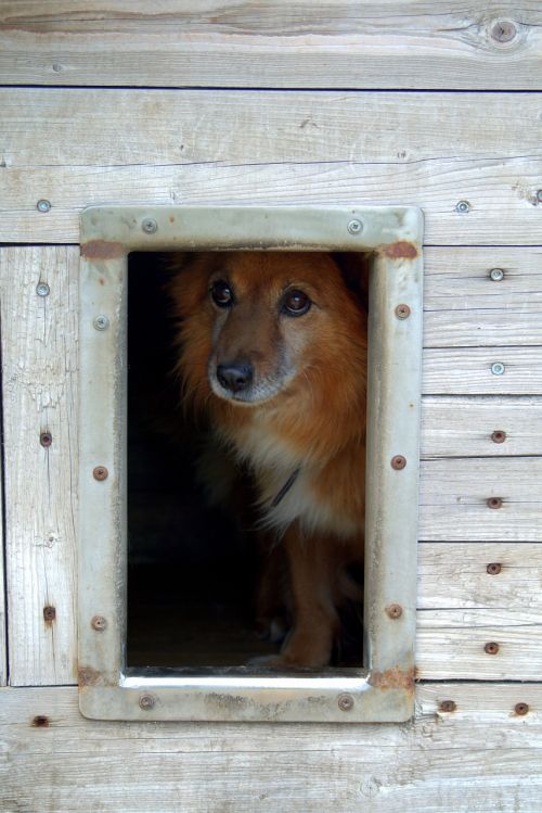 animal shelter dog sad