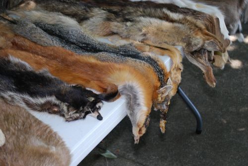 animal skins wildlife leather