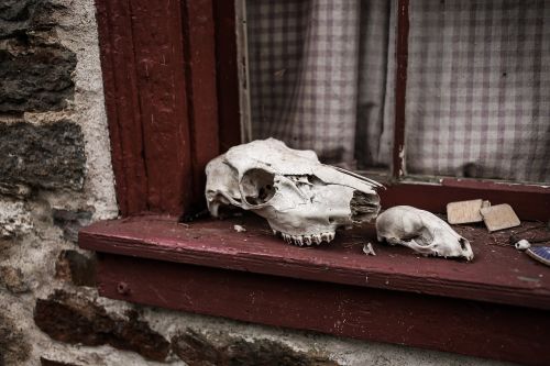animal skulls skeleton skulls