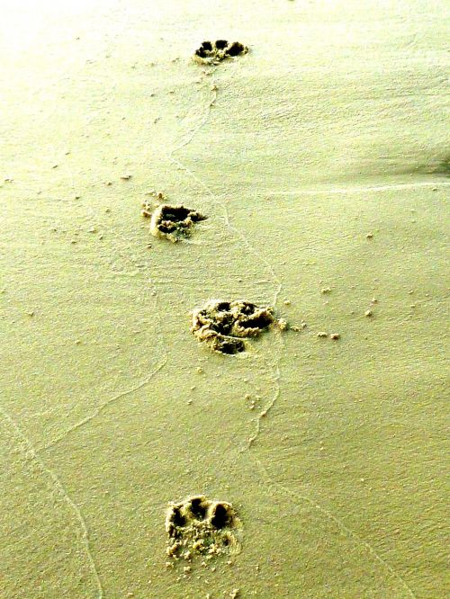 animal tracks dog track paw prints