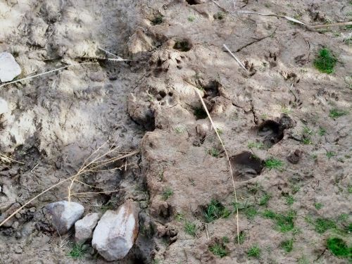 Animal Tracks