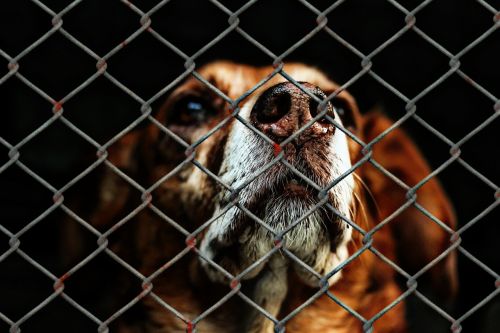 animal welfare dog imprisoned