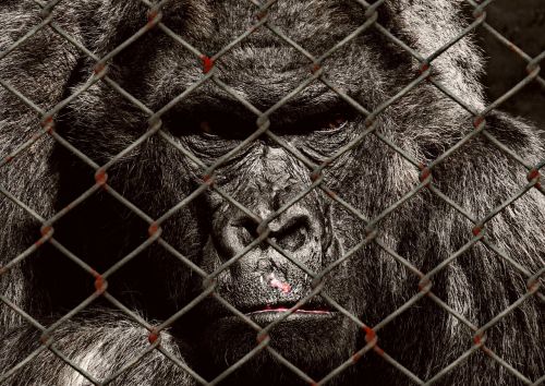 animal welfare gorilla imprisoned