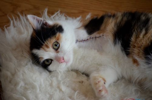 animal welfare handicap cat