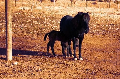 animal world horses black