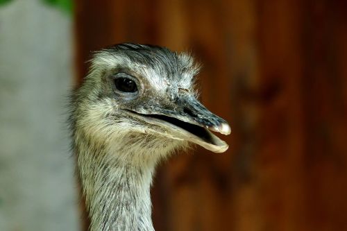 animal world portrait animal