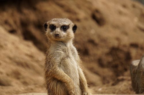 animal world nature meerkat