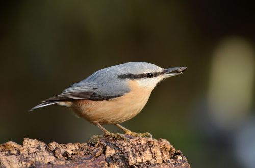 animal world bird nature