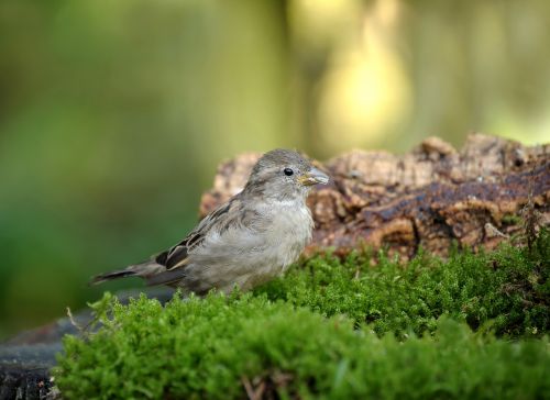 animal world bird nature