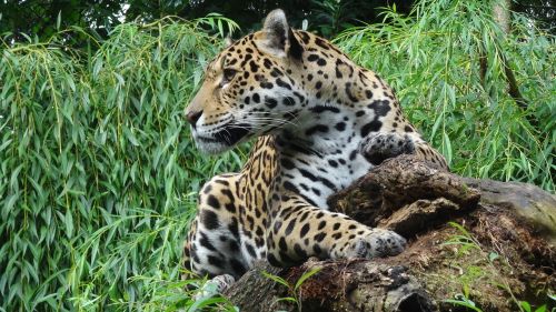 animal world animal jaguar
