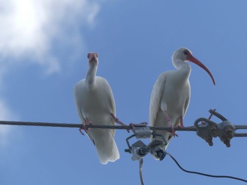 animal world nature bird