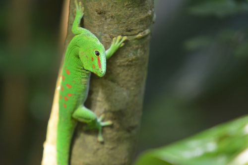 animal world reptile lizard