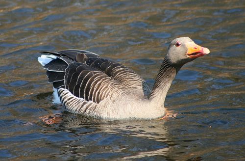 animal world nature goose