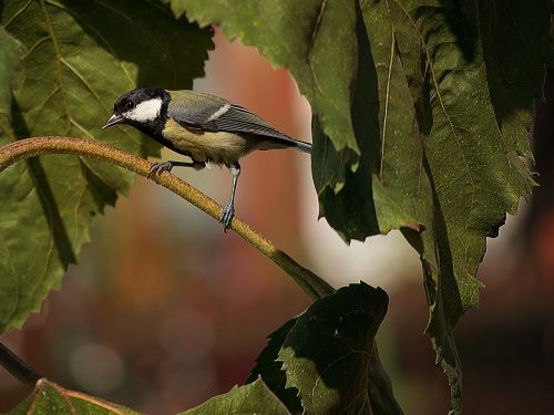 animal world bird nature