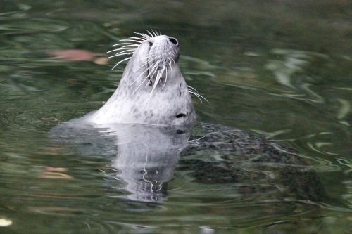 animal world waters nature