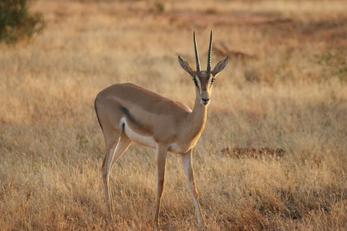 animal world antelope mammal