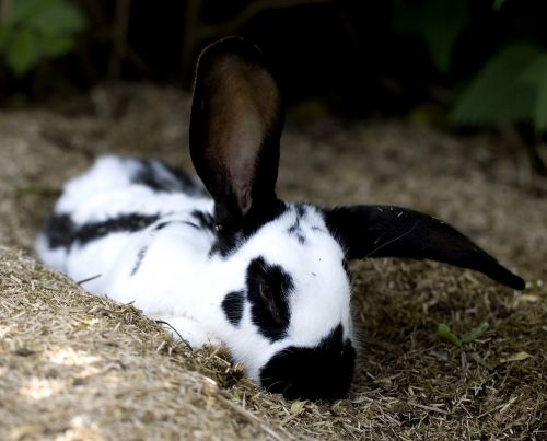 animal world rabbit