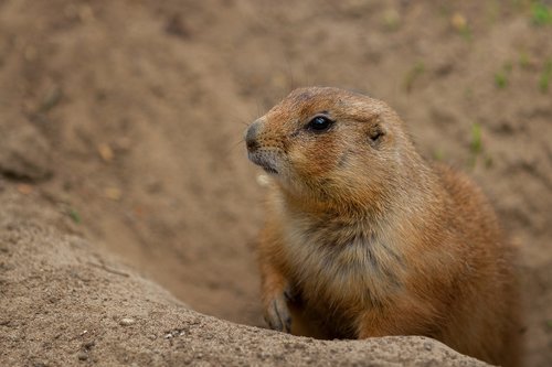 animal world  prairie dog  wild