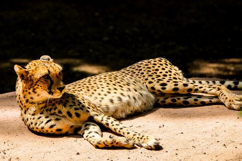 animal world  predator  cheetah