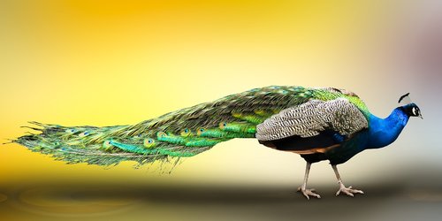 animal world  peacock  bird