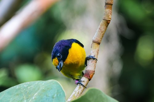 animal world  bird  violet organist