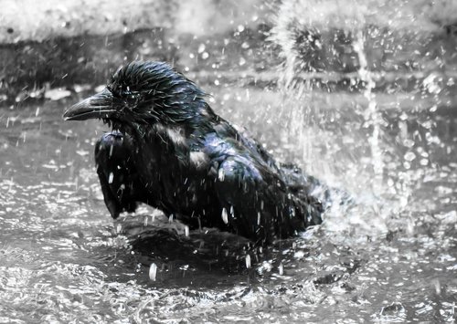 animal world  bird  raven