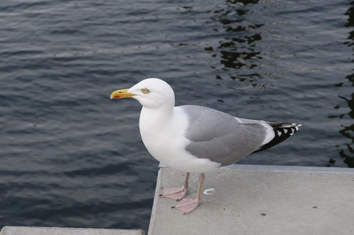 animal world  birds  seagull