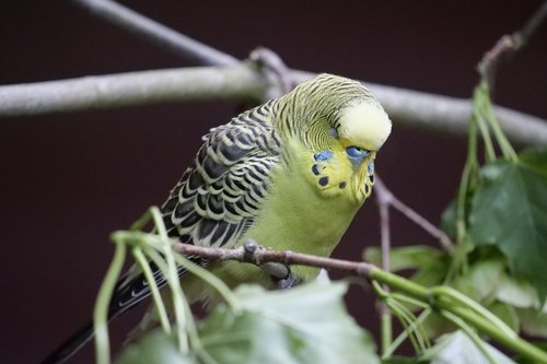 animal world  birds  budgie