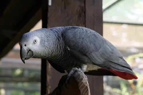 animal world  birds  parrot