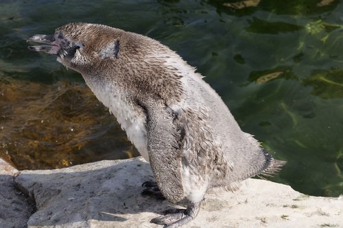 animal world  penguin  young animal