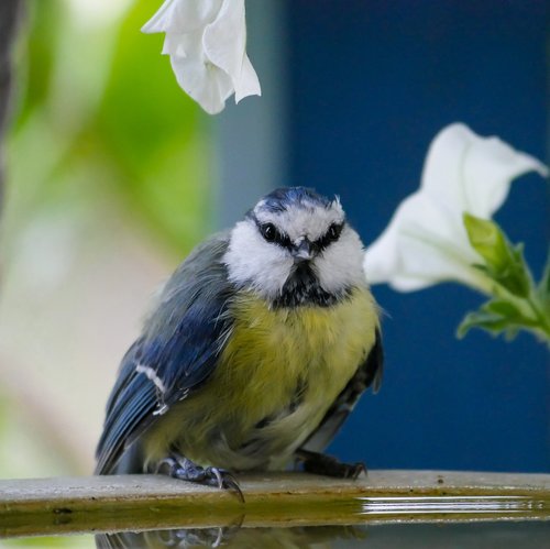 animal world  bird  tit