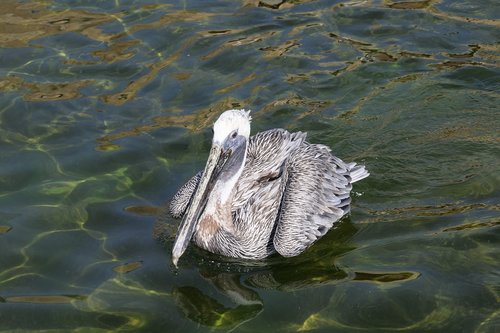 animal world  birds  water bird